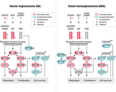 Hemangiosarcoma in dogs as a potential non-rodent animal model for drug discovery research of angiosarcoma in humans